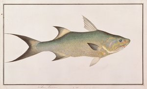 Threadfin, from Drawings of Fishes from Malacca, c.1805-18 by Chinese School